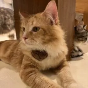 Profile photo of 糖糖