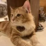 Profile photo of 糖糖